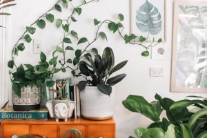 Floral Alchemy: Transforming Your Home with the Magic of Flowers