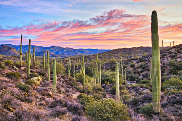 phoenix