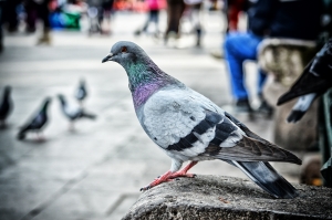 Pigeons On Roof Problem