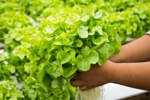 How to Properly Identify Different Kinds of Pests in Your Hydroponic Garden