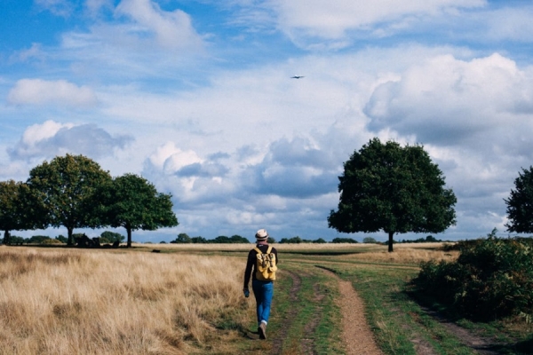 Precision in Tree Care: The Indispensable Benefits of Qualified Arborists