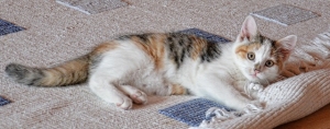 Carpet Wicking Spots