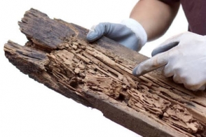 10 Reasons to Have a Termite Inspection Every Year