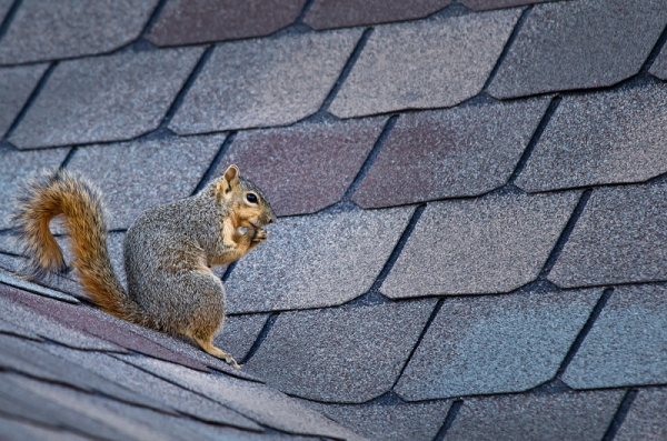 Should I Repair or Replace My Roof?