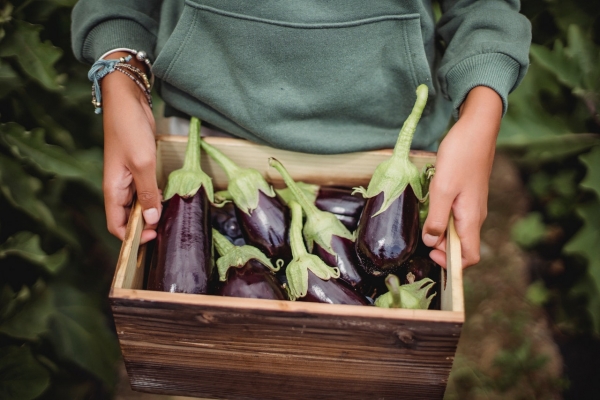 Getting Started with Urban Gardening
