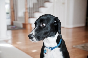 Secrets to Selling a Dog-Friendly Home