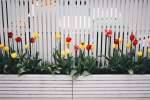 House with a Picket Fence: 4 Steps to Getting the Home of Your Dreams
