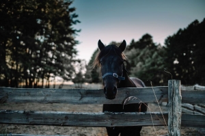 The Benefits of Seeking Reputed Realtors in Ocala to Purchase a Horse Farm