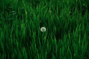 Can You Vacuum Artificial Grass?