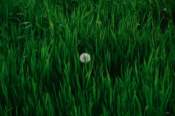 Can You Vacuum Artificial Grass?