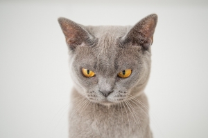 Insurance and Animal Bites