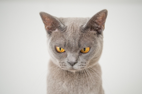 Insurance and Animal Bites
