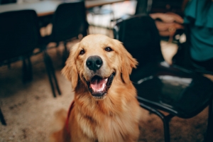 Housing Laws For Service Animals