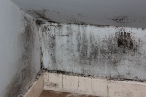 Mold Remediation Tips