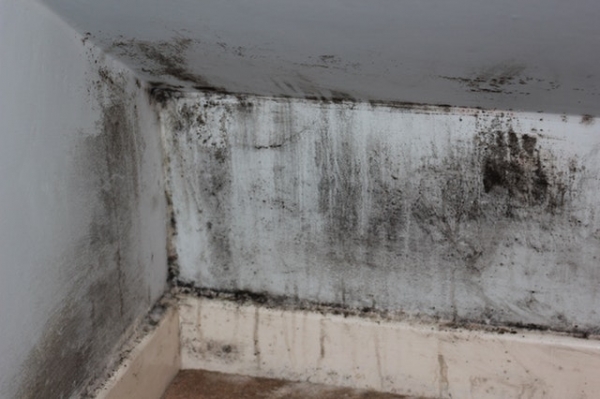 Mold Remediation Tips