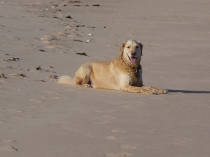 How to Find Pet Friendly Senior Gated Communities in Boynton Beach FL