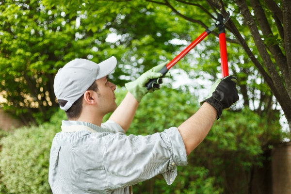 3 Major Reasons Why Trees Maintenance is Important for Our Life