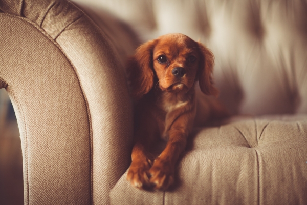 What You Need To Know Before Bringing A Pet Home