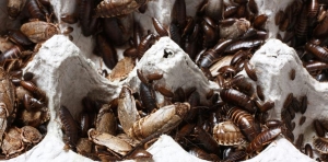 7 Easy Pest Control Tips to Protect Your Home
