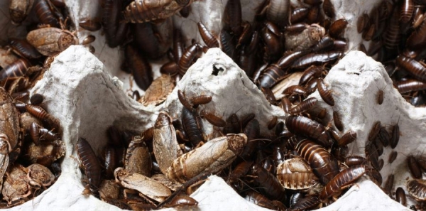7 Easy Pest Control Tips to Protect Your Home