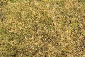 Reasons Your Grass Isn’t Green in Spring
