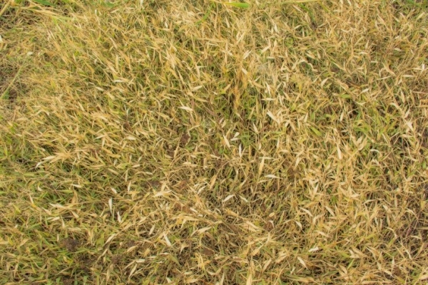 Reasons Your Grass Isn’t Green in Spring