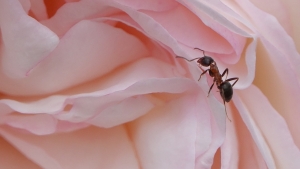 Recovering from Pest Damage