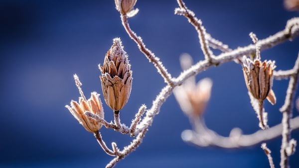 winter