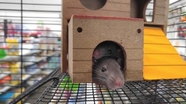 6 Best Ways to Eliminate Pests in Your Home