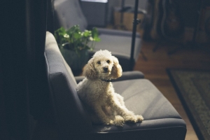 Protect Carpet from Dog Urine