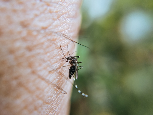 Tips for Backyard Mosquito Control