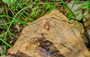 How Preventive Pest Control Saves Money and Protects Your Property