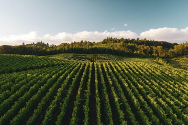 4 Reasons to Invest in a Vineyard