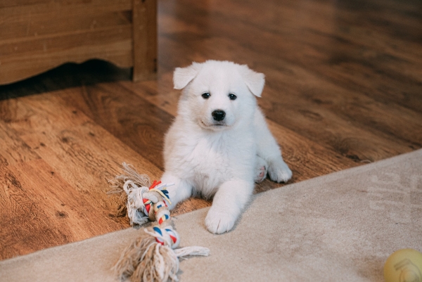 How to Puppy Proof Your House or Apartment