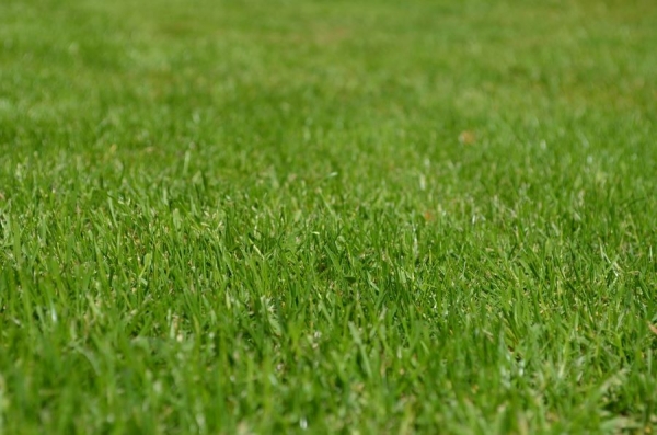 The Importance of Seasonal Lawn Maintenance for Impeccable Curb Appeal