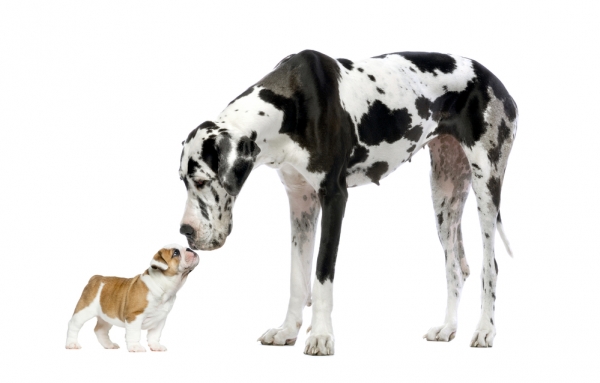 Pet-Friendly Gated Communities in Boca Raton Florida