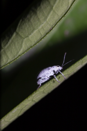 Isolated Heat Treatment for Pest Control