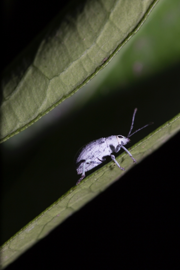 Isolated Heat Treatment for Pest Control