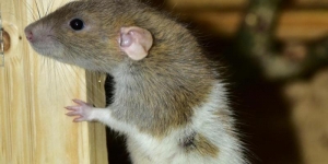 7 Different Methods of Mice Control for Your Home