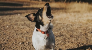 Tips for Dealing With Excessive Dog Barking