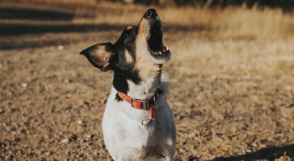 Tips for Dealing With Excessive Dog Barking