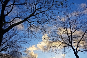 Want To Cut Down A Tree In Toronto? Good Luck With That
