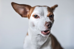Dog Bite Laws in Michigan: What Are Your Rights as a Victim?