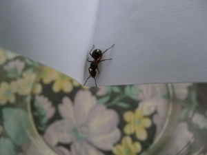 10 Homemade Remedies for Bug Prevention