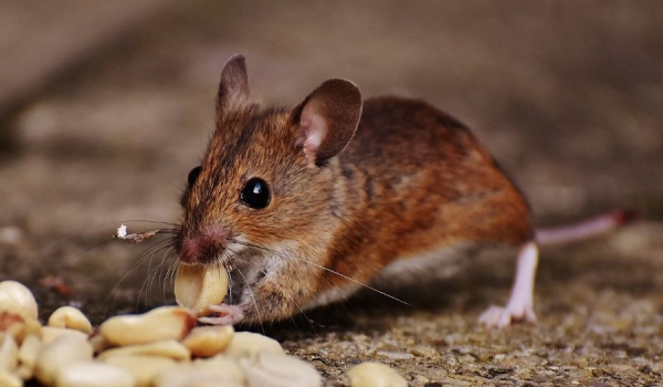 When Is DIY Pest Control Not a Good Idea?