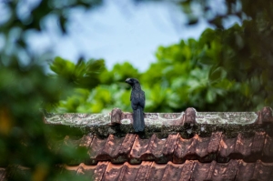Why Selecting a Reliable Roofing Contractor Is Crucial for Your Home Renovation