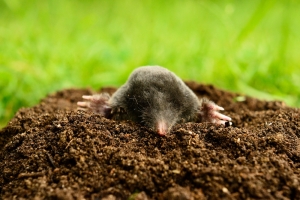 The Top 4 Solutions to Pesky Lawn Moles