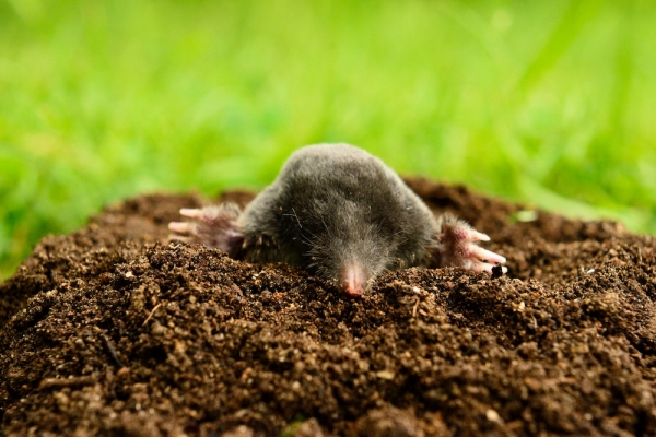 The Top 4 Solutions to Pesky Lawn Moles
