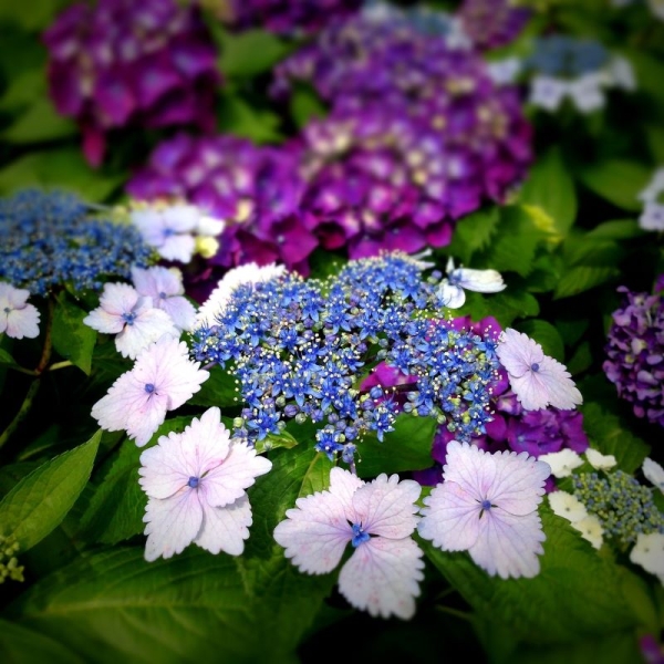 How to Prepare Your Singapore Home Garden for the Rainy Season