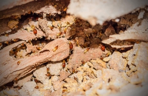 Why Regular Termite Inspections Are So Important